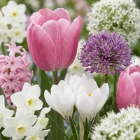 Green Boutiq - 1000x Bulb Garden Pink - Bollentuinroze - Diversen - Zomerbloeier - Bolmaat 10/12