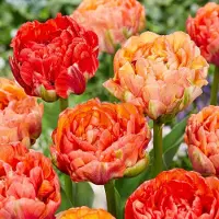 Green Boutiq - 96x Tulipa Gudoshnik Double - Gevuldbloemige tulp Gudoshnik - Diversen - Voorjaarsbloeier - Bolmaat 11/12