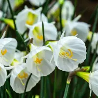 Green Boutiq - 160x Narcissus White Petticoat - Witte petticoatnarcis - Wit - Voorjaarsbloeier - Bolmaat 6/8