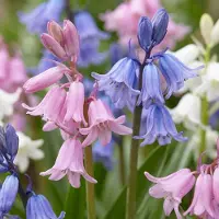 Green Boutiq - 80x Hyacinthoides Hispanica mix - Spaanse boshyacint mix - Diversen - Verwilderingsbol - Bolmaat 7/8