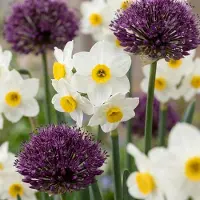 Green Boutiq - 35x Bulb Dry Garden - Droge tuinbollenplanten - Diversen - Zomerbloeier - Bolmaat 10/12