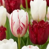 Green Boutiq - 15x Tulipa Dutch Design - Tulp Dutch Design - Roze en Wit - Voorjaarsbloeier - Bolmaat 11/12