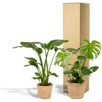 Everspring Strelitzia Nicolai - Ø19cm - 85cm + Monstera Deliciosa - Ø21cm - 75cm + Mand Selin