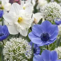 Green Boutiq - 70x Bulb Sunny Garden - Zonnige tuinbol - Diversen - Zomerbloeier - Bolmaat 10/12