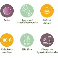 Green Boutiq - 15x Allium Christophii - Sterrenlook - Paars - Zomerbloeier - Bolmaat 10/12