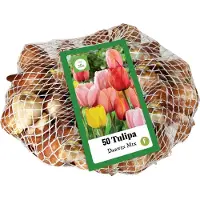 Jub holland - bloembollen - Tulpen Darwin Hybride mix 11/12 - 50 stuks - enorme bloemen