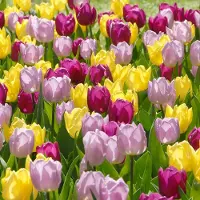 QFB Gardening Bloembollen Mix Tulpen Prince of Love | 300 stuks | Voordeelverpakking