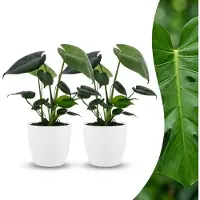 Green Boutiq - Monstera Deliciosa - Gatenplant - 2 Planten - met Potter Wit - Pot 12cm - Hoogte - 30cm