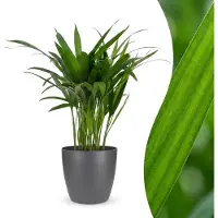 Green Boutiq - Areca Lutescens - Goudpalm - 1 Plant - met Potter Grijs - Pot 12cm - Hoogte - 45cm
