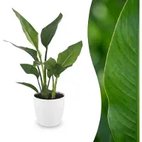 Green Boutiq - Strelitzia Reginea - Paradijsvogelbloem - 1 Plant - met Potter Wit - Pot 12cm - Hoogte - 35cm