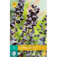 Jub holland - bloembollen - Fritillaria persica - keizerskroon - 2 zakjes á 1 stuk