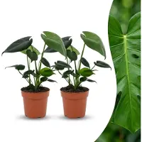 Green Boutiq - Monstera Deliciosa - Gatenplant - 2 Planten - Pot 12cm - Hoogte - 30cm