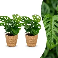 Green Boutiq - Monstera Adansonii - Rhaphidophora Tetrasperma - 2 Planten - met Mand - Pot 12cm - Hoogte - 25cm