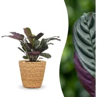 Green Boutiq - Ctenanthe Burle Marxii - Visgraatplant - 1 Plant - met Zeegras Mand - Pot 12cm - Hoogte 30cm