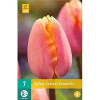 Jub holland Tulp Apricot Favourite