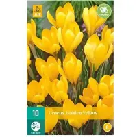 Jub holland X 10 Crocus Golden Yellow