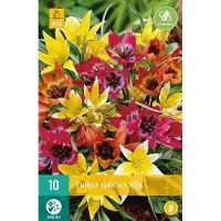JUB X 10 Tulipa Species mix