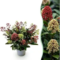 Green Boutiq - Terrasplant - Skimmia japonica Festival - Bloem Wit & Rood - 15+ Bloemen - 1 Plant - Winterhard - Pot 15cm Hoogte 30cm