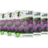 Famiflora Allium Gladiator 5 x 3 - 15 bloembollen - Trekt bijen en vlinders aan voor een gezonde tuinecosysteem - Voegt een majestueuze uitstraling toe die bewondering oogst