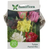 Famiflora Tulipe Parkiet Mix - Voorjaarsbloeiers - 20 bloembollen - Unieke parkiettulpen brengen speelsheid en vrolijkheid in je tuin