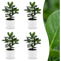 Green Boutiq - Clusia Princess - Clusia - 4 Planten - met Potter Wit - Pot 12cm - Hoogte - 40cm