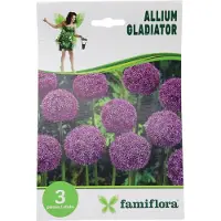 Famiflora Allium Gladiator - Voorjaarsbloeiers - 3 bloembollen - Trekt bijen en vlinders aan voor een gezonde tuinecosysteem - Voegt een majestueuze uitstraling toe die bewondering oogst