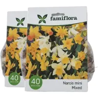 Famiflora Narcis Mix 2 x 40 - 80 bloembollen - Overvloed aan narcissenpracht voor een indrukwekkend tuinbeeld - Brengt frisse lente-energie en vrolijkheid in je buitenruimte