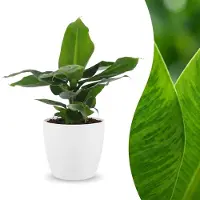 Green Boutiq - Musa Oriental Dwarf - Dwergbanaan - 1 Plant - met Potter Wit - Pot 12cm - Hoogte - 30cm