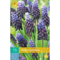 JUB X 15 Muscari latifolium