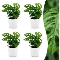 Green Boutiq - Monstera Adansonii - Rhaphidophora Tetrasperma - 4 Planten - met Potter Wit - Pot 12cm - Hoogte - 25cm