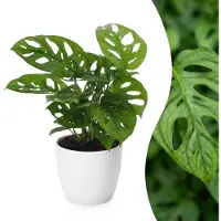 Green Boutiq - Monstera Adansonii - Rhaphidophora Tetrasperma - 1 Plant - met Potter Wit - Pot 12cm - Hoogte - 25cm