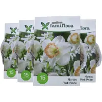 Famiflora Narcis Pink Pride 4 x 15 - 60 bloembollen - Roze bloemen brengen optimisme en vrolijkheid voor een opgewekte tuin - Symboliseert lente en groei waardoor je tuin energie krijgt