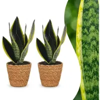 Green Boutiq - Sansevieria Future Superb - Vrouwentong - 2 Planten - met Mand - Pot 12cm - Hoogte 35cm