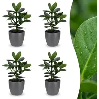 Green Boutiq - Clusia Princess - Clusia - 4 Planten - met Potter Grijs - Pot 12cm - Hoogte - 40cm