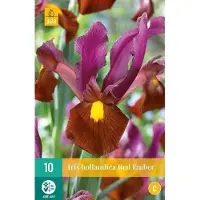 JUB X 10 Iris hollandica Red Ember