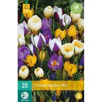 JUB X 20 Crocus species mix