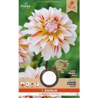 Florex Dahlia Decoratief Carribean Fantasy 1st.