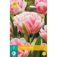 JUB X 7 Tulipa Foxtrot