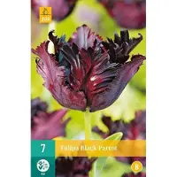 JUB Holland - Tulpen bloembollen - Tulipa Black Parrot - 7 bloembollen