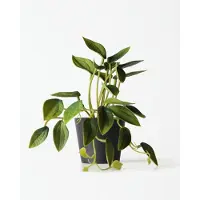 HEMA Kunstplant Philodendron 55cm (groen)