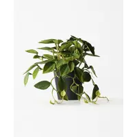HEMA Kunstplant Philodendron 55cm (groen)