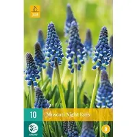 JUB X 10 Muscari Night Eyes