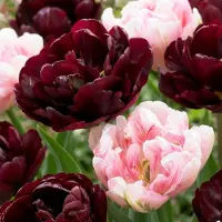 Green Boutiq - 24x Tulipa Sweet Desire mix - Tulp Sweet Desire mix - Diversen - Voorjaarsbloeier - Bolmaat 11/12