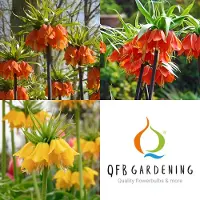 QFB Gardening Keizerskroon Pakket | 3 stuks | Meerkleurig | Snijbloem