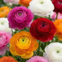 Green Boutiq - 80x Ranunculus Mix - Ranonkel Mix - Diversen - Zomerbloeier - Bolmaat 5/6