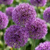 Green Boutiq - 30x Allium Purple Sensation - Sierui - Paars - Zomerbloeier - Bolmaat 10/12