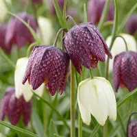 Green Boutiq - 120x Fritillaria Meleagris Mix - Kievitsbloem mix - Paars en Wit - Verwilderingsbol - Bolmaat 6/7