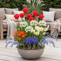 Green Boutiq - 125x Bulbs From Holland - Bollen uit Holland - Diversen - Zomerbloeier - Bolmaat 10/12