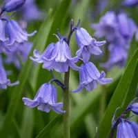 Green Boutiq - 40x Hyacinthoides non Scripta - Wilde hyacint - Blauw - Verwilderingsbol - Bolmaat 7/8