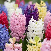Green Boutiq - 40x Hyacinthus mix - Hyacint mix - Diversen - Voorjaarsbloeier - Bolmaat 14/15